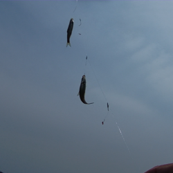 少し季節遅れのホンモロコ釣り